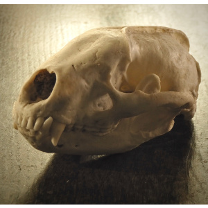 A Badger Skull