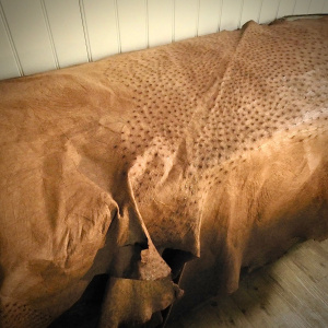 A Fine Full Ostrich Hide