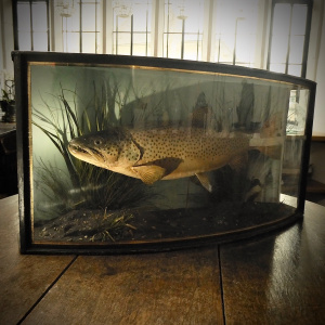 A Brown Trout