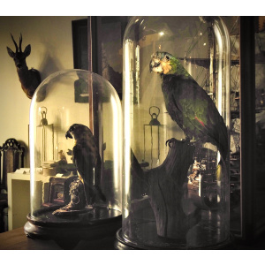 An Orange-Winged Amazon Parrot in its Vintage Bird-Cage