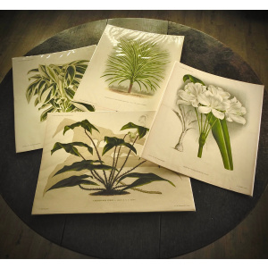 Forty Two Botanic Chromolithographs