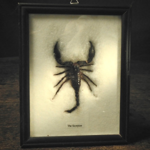 A Scorpion