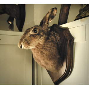 A Taxidermy of  a Brown Hare