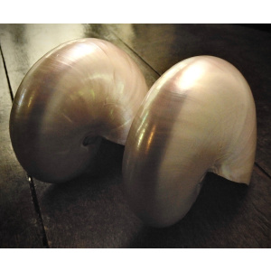 A Pair of Pearlized Nautilus Shells