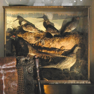 A Fine Victorian Cased Taxidermy of Woodcock, Partridge and Pheasant