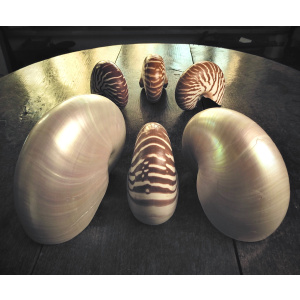 A Nautilus Shell