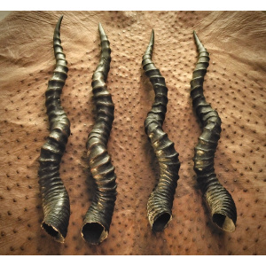 Two Pairs of Indian Blackbuck Antelope Horns
