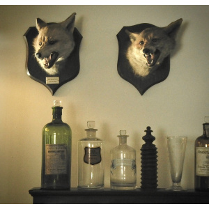 A Fine Fox Mask Taxidermy by P. Spicer & Sons (Taxidermist, Leamington)