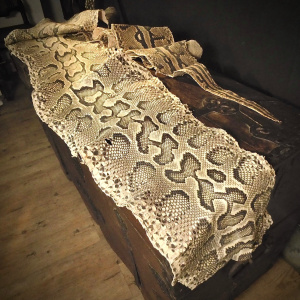 An African Rock Python Skin