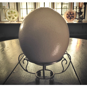 An Ostrich Egg