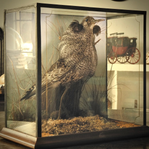 An Interesting Vintage Taxidermy of a Male Ruff Displaying