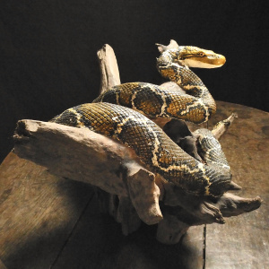 A Handmade Python