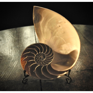 A Fine Sectioned Nautilus Shell