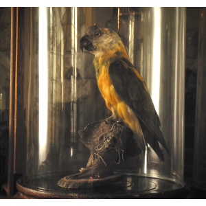 A Senegal Parrot in its Glass Dome