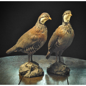 A Free-Standing Taxidermy of a French or Red-Legged Partridge
