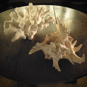 A Chiragra Spider Conch Shell (Harpago chiragra)