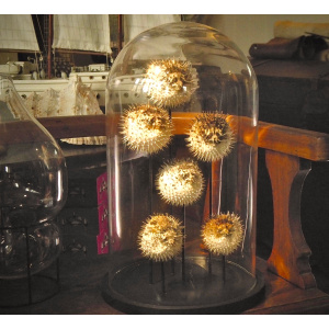 A Domed Taxidermy of Porcupine-Fish