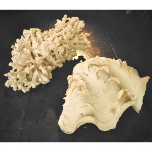 A Large Piece of Coral