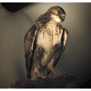 A Taxidermy of a Buzzard