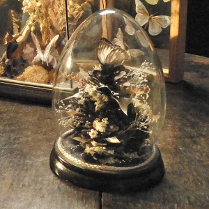 A Decorative Butterfly Taxidermy ‘Dome’
