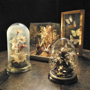 A Case of Five Butterflies