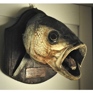 A Taxidermy of a Sea Bass
