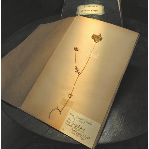 HERBARIUM BARBRO FROJD