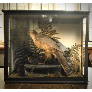 A Victorian Cased Taxidermy of a Sparrowhawk and its Prey