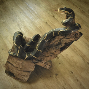 A Large Handmade Python