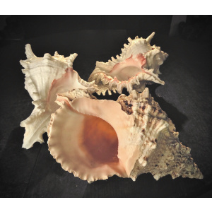 A Giant Frog Snail Shell (Tutufa bubo)