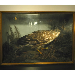 A Fine Cased Taxidermy of a Buzzard