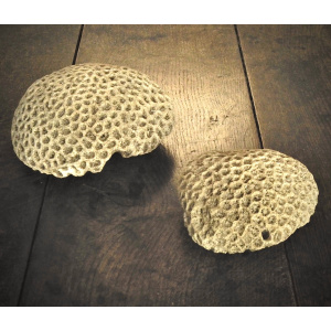 A Pair of Brain Corals