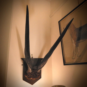 Giant Eland Horns