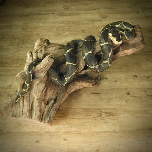 A Large Handmade Python