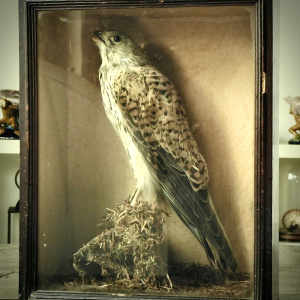 A Victorian Cased Taxidermy of a Kestrel