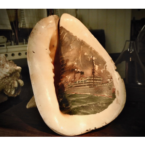 A Most Unusual Hand-Painted Large Horned Helmet Shell (Cassis cornuta)