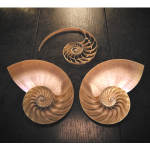 An Exquisite Three-Sectioned Pearlized Nautilus Shell