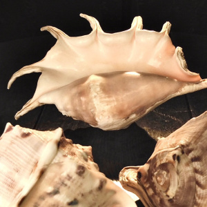 A Giant Spider Conch Shell (Lambis truncata)