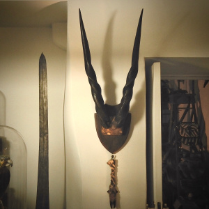 Giant Eland Horns