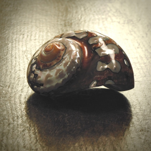 A Fine Polished Turbo Sarmaticus Shell