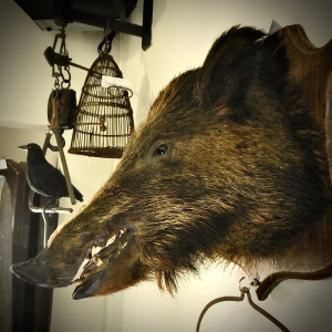 A Continental Boar’s Head