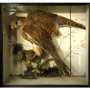 A Victorian Cased Taxidermy of a Kestrel and its Prey by R. Gould